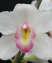 Doreen Darwin Miss-Amanda X Poetic Blush